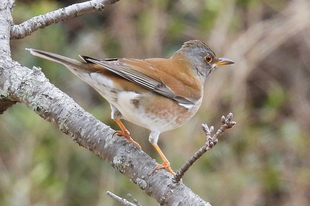シロハラ・白腹 : 野の鳥観察記