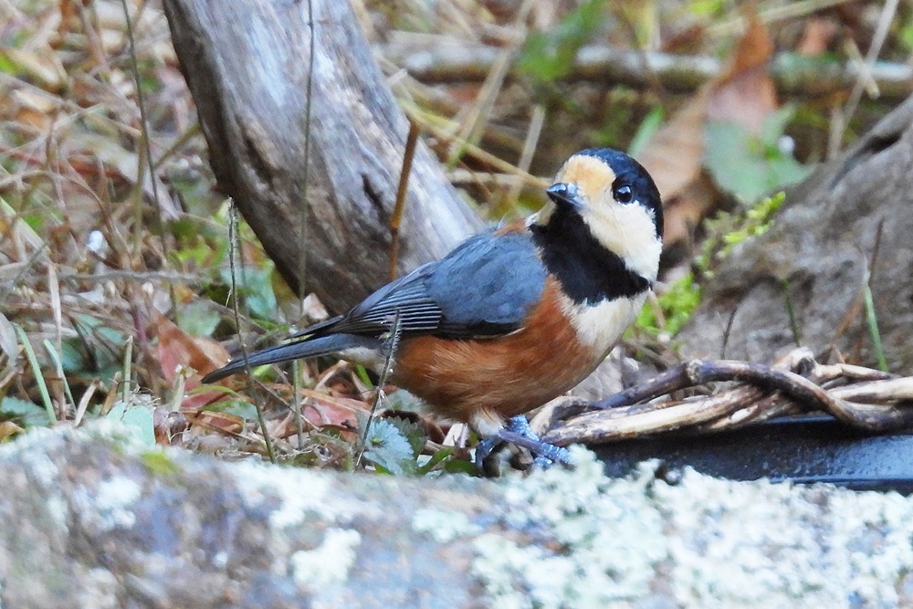 ヤマガラ・山雀 : 野の鳥観察記