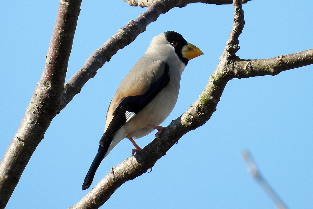イカル・鵤 : 野の鳥観察記