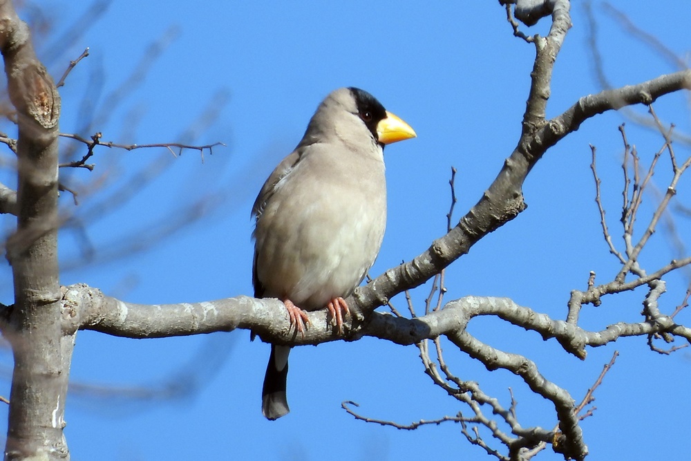イカル・鵤 : 野の鳥観察記