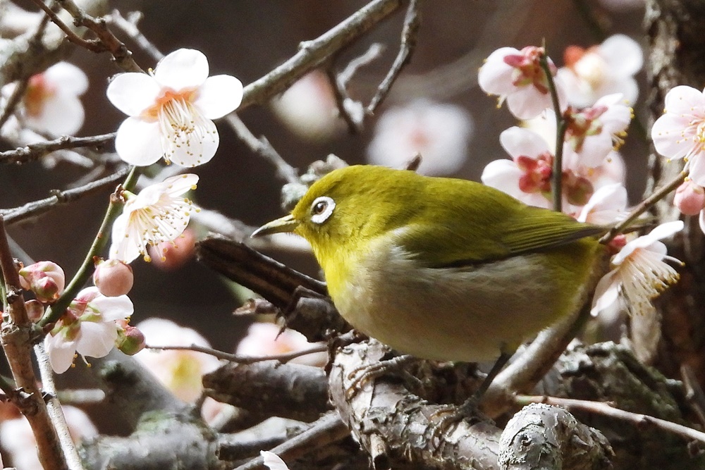 メジロ : 野の鳥観察記