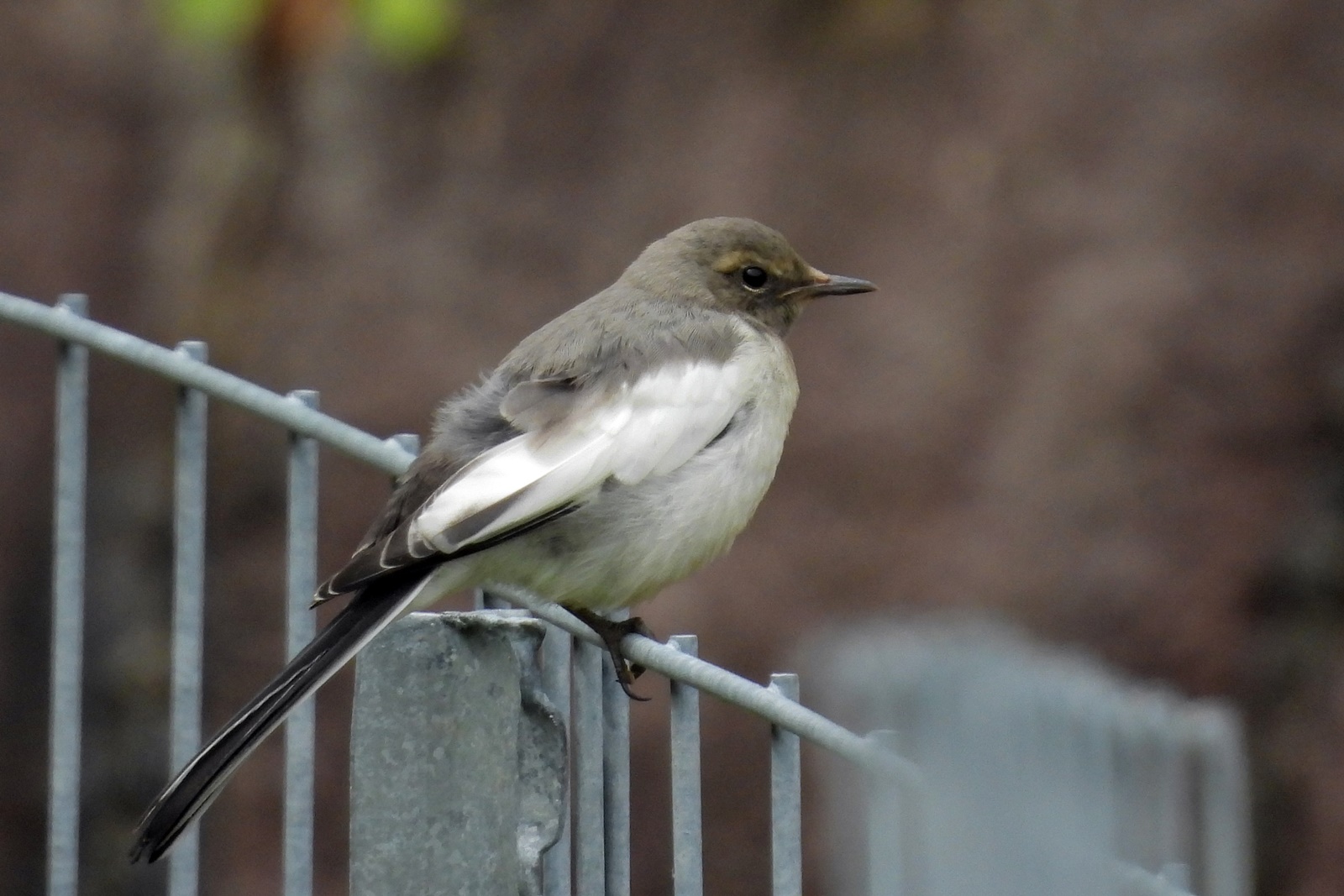 セグロセキレイ 背黒鶺鴒 身近な野鳥ウォッチング セグロセキレイ 背黒鶺鴒 身近な野鳥ウォッチング