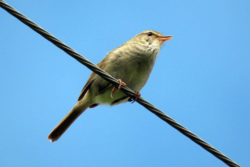 野の鳥観察記