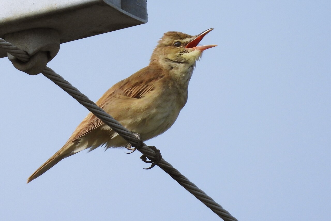 オオヨシキリ 大葦切 身近な野鳥ウォッチング