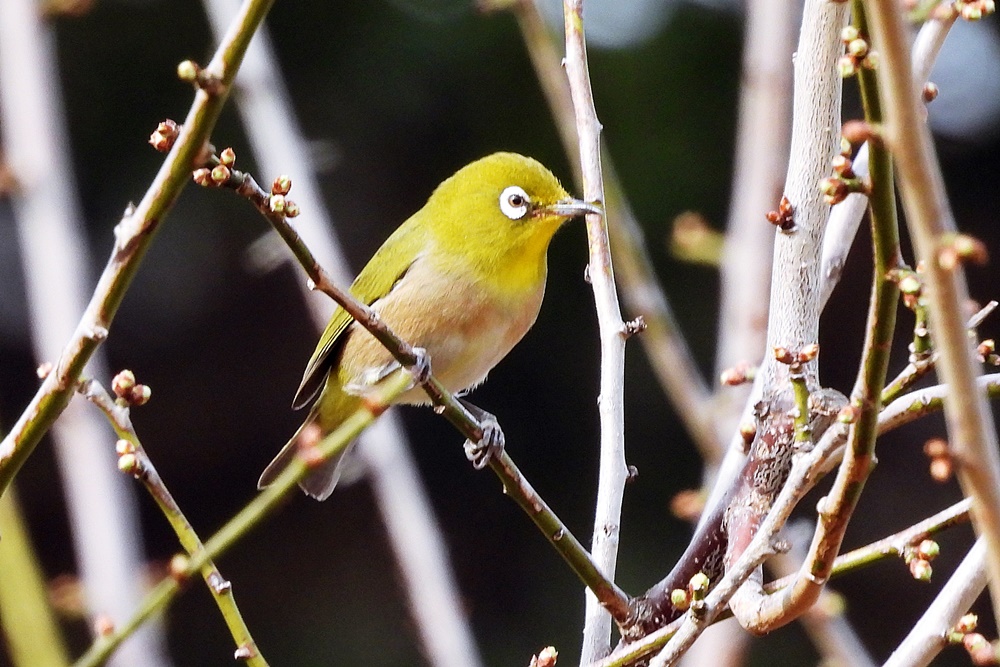 メジロ・目白 : 野の鳥観察記