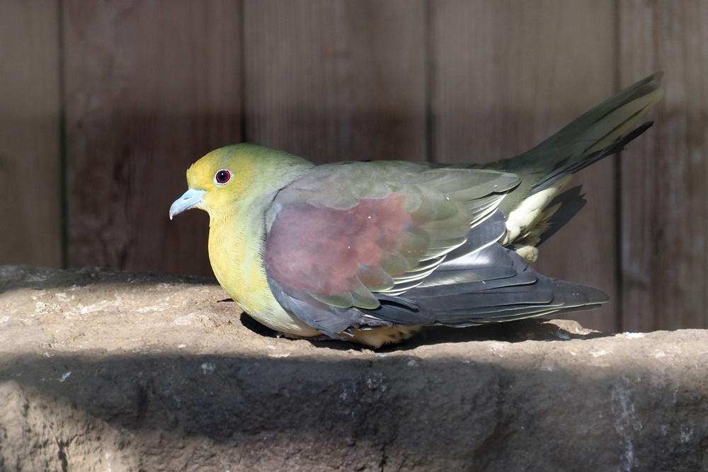 アオバト・緑鳩 : 野の鳥観察記