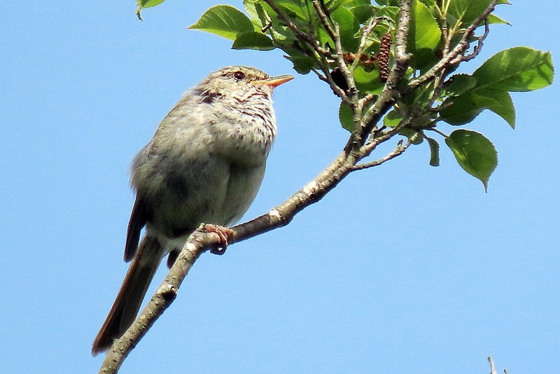 ウグイス・鶯 : 野の鳥観察記
