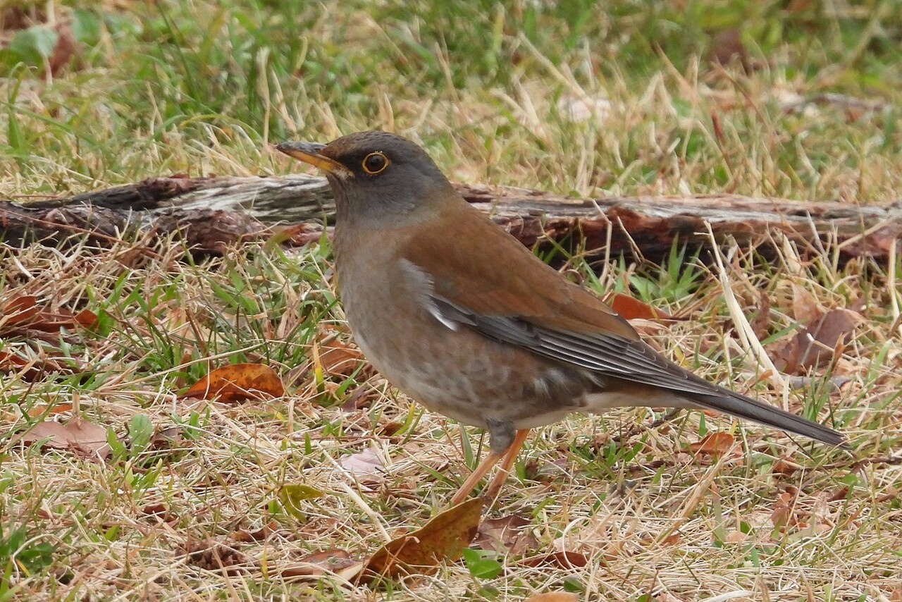 シロハラ・白腹 : 野の鳥観察記