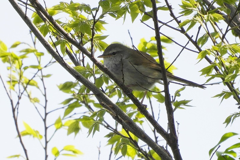 ウグイス・鶯 : 野の鳥観察記