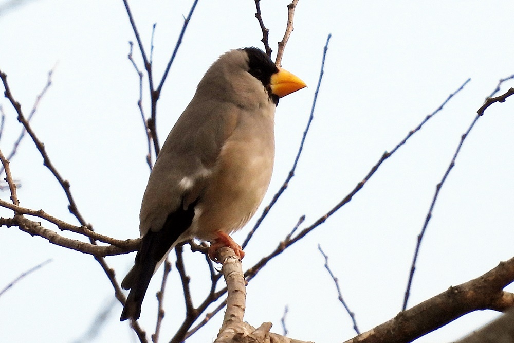 イカル : 野の鳥観察記