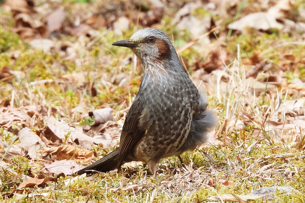 ヒヨドリ : 野の鳥観察記