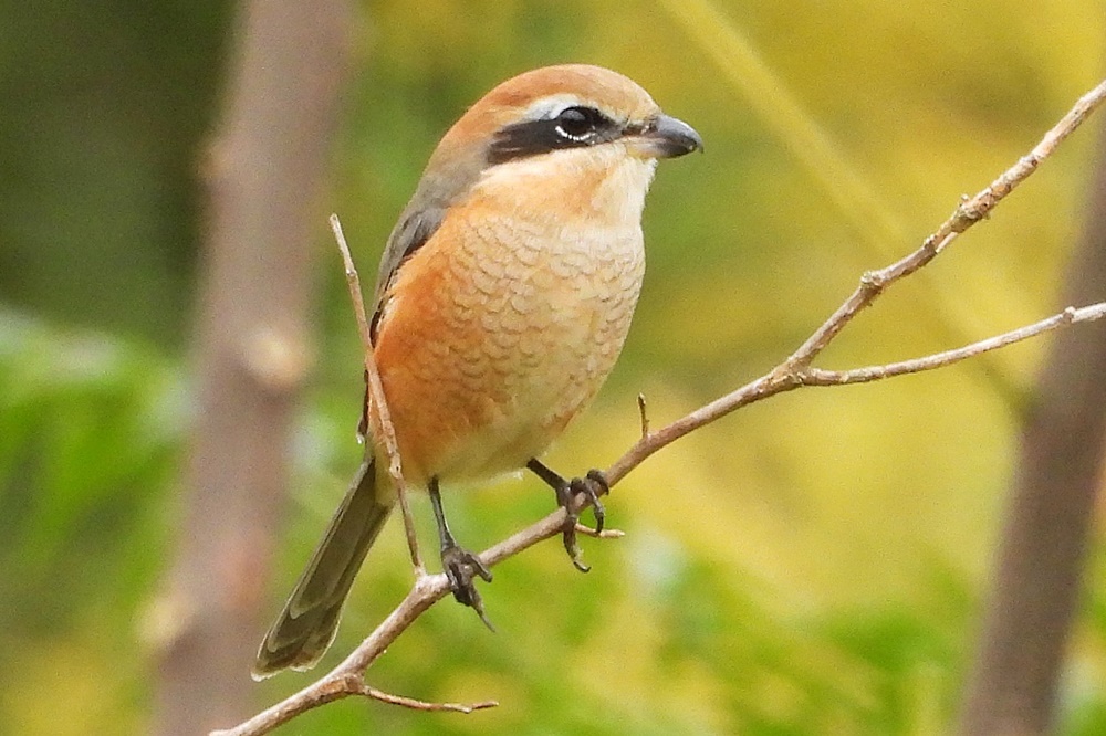 モズ : 野の鳥観察記