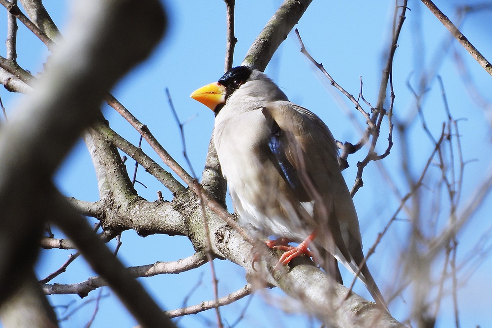 イカル・鵤 : 野の鳥観察記