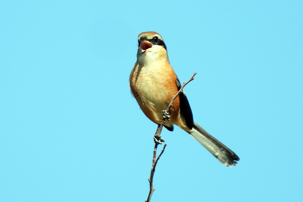 モズ・百舌鳥 : 野の鳥観察記