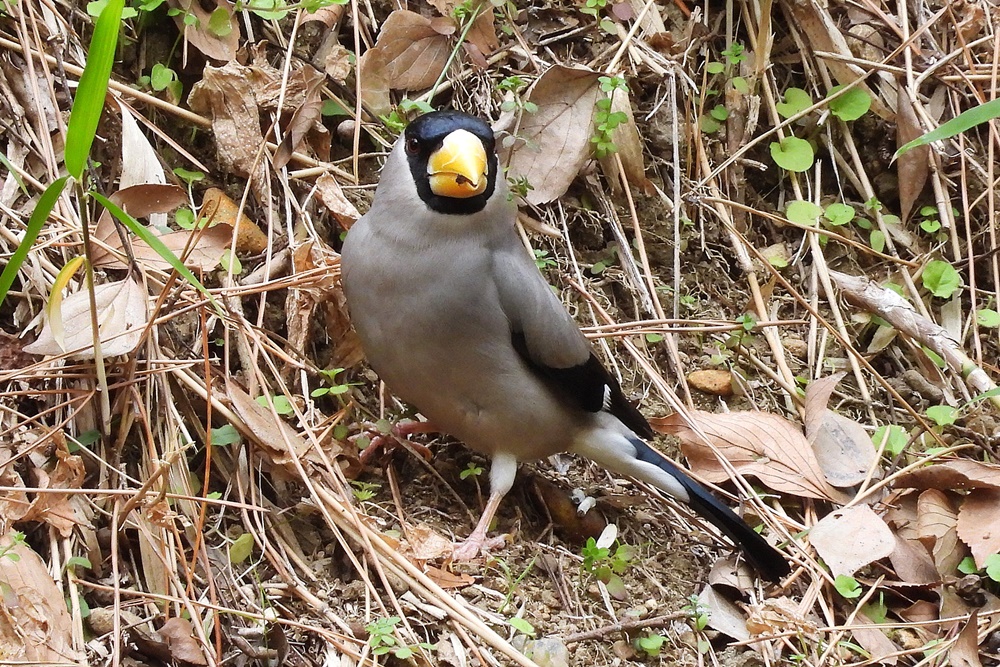 イカル : 野の鳥観察記