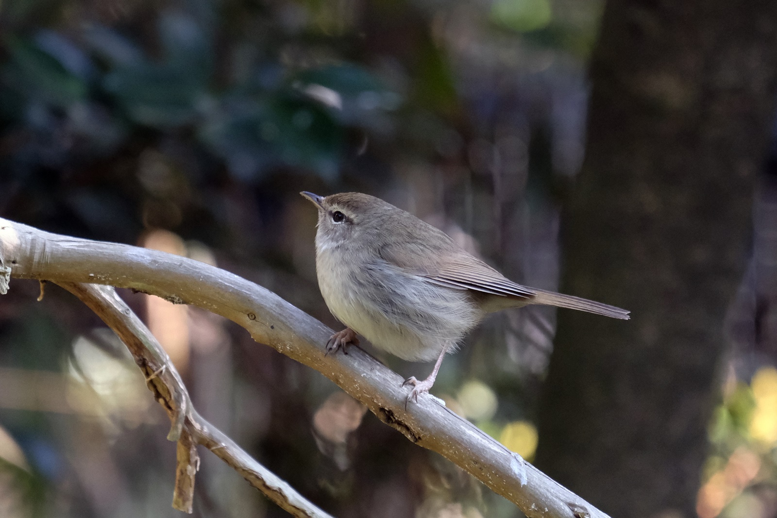 ウグイス・鶯 : 野の鳥観察記