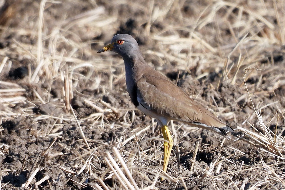 1/21地元の自然で野鳥観察 : 野の鳥観察記