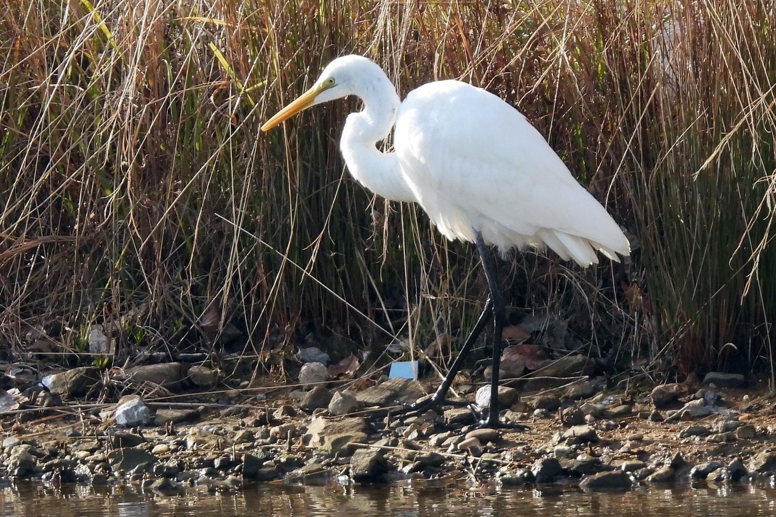 ダイサギ 大鷺 身近な野鳥ウォッチング