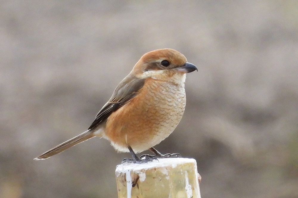 モズ : 野の鳥観察記
