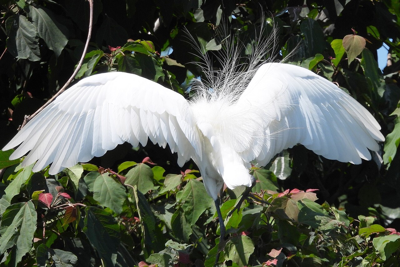 チュウサギ 中鷺 身近な野鳥ウォッチング