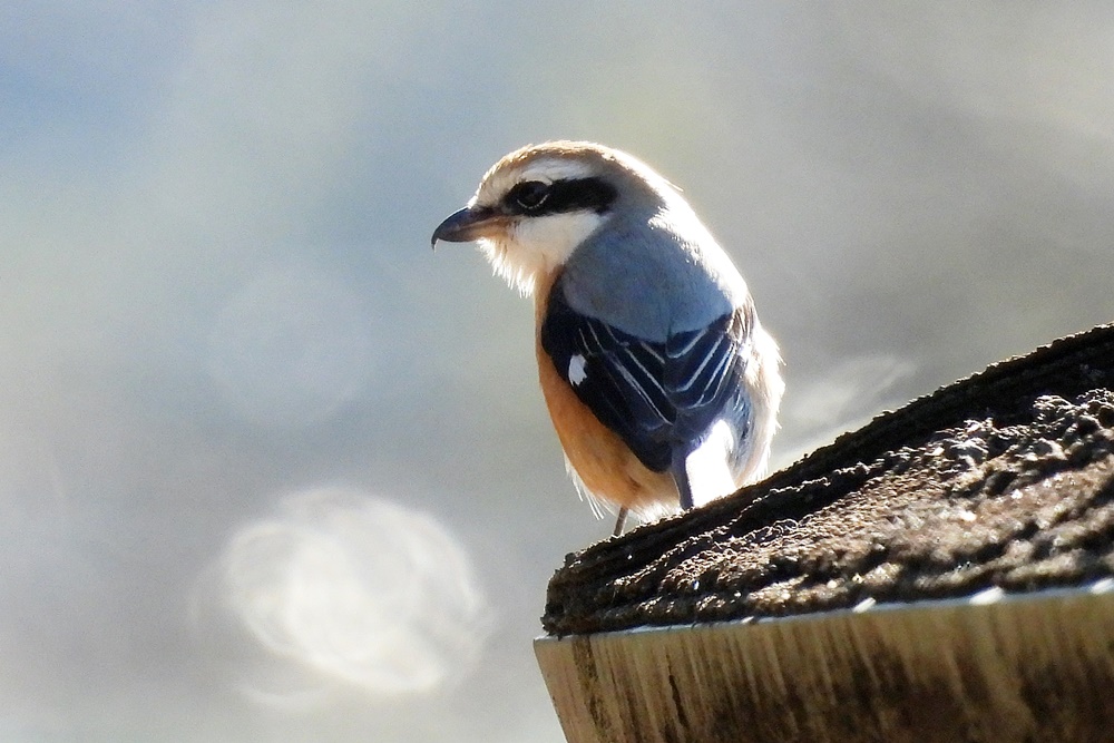モズ・百舌鳥 : 野の鳥観察記