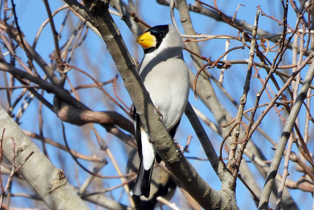 イカル・鵤 : 野の鳥観察記
