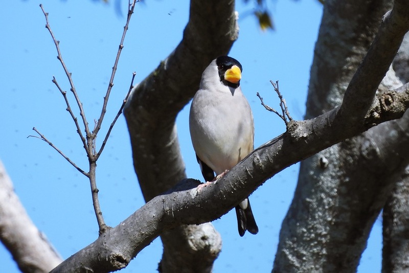 イカル・鵤 : 野の鳥観察記