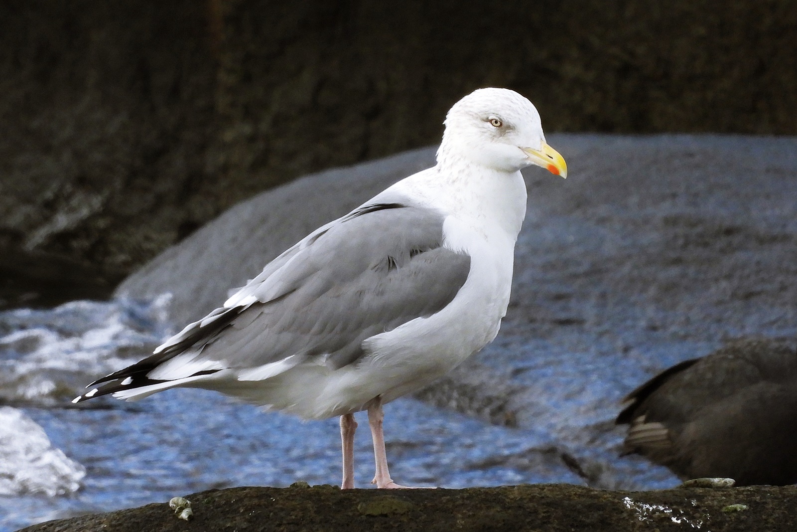 セグロカモメ 背黒鴎 身近な野鳥ウォッチング