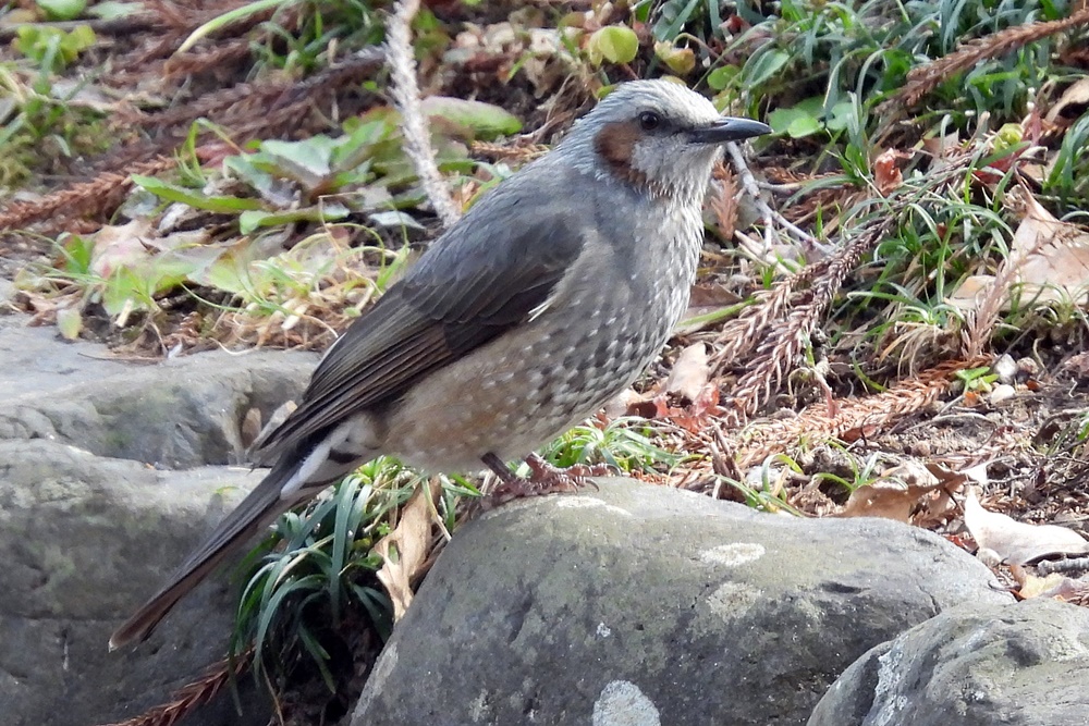 ヒヨドリ : 野の鳥観察記