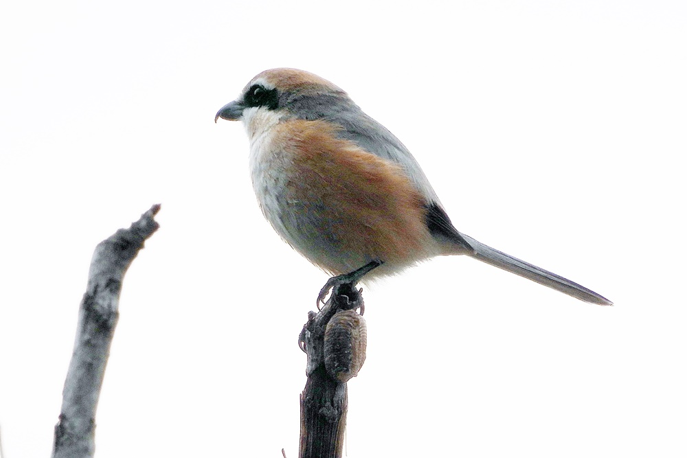 モズ・百舌鳥 : 野の鳥観察記