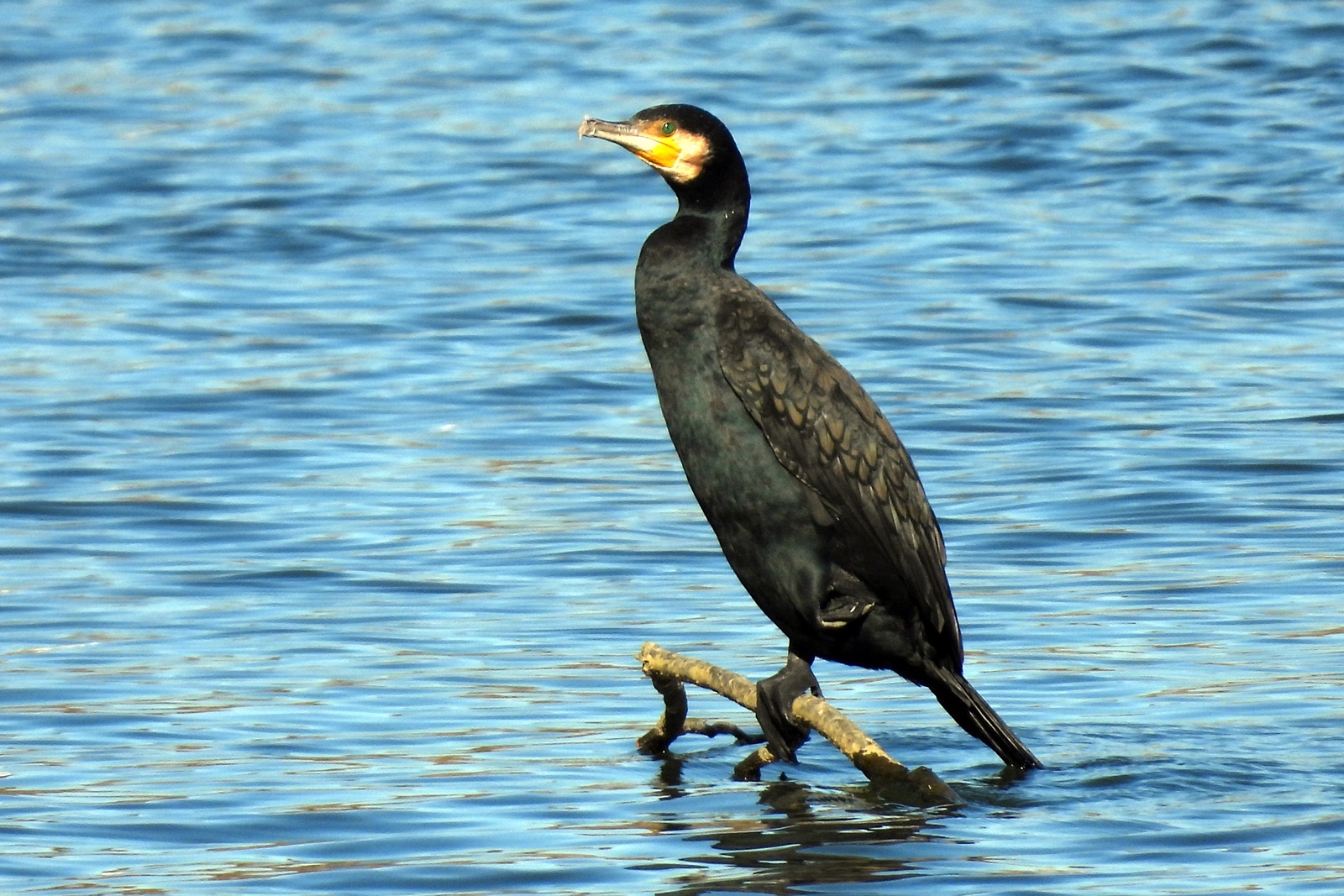 カワウ 河鵜 身近な野鳥ウォッチング
