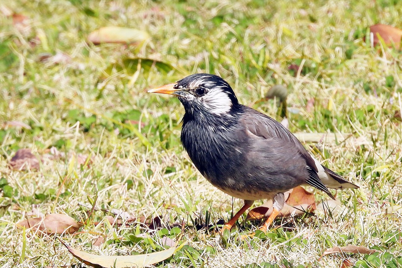 ムクドリ 椋鳥 身近な野鳥ウォッチング
