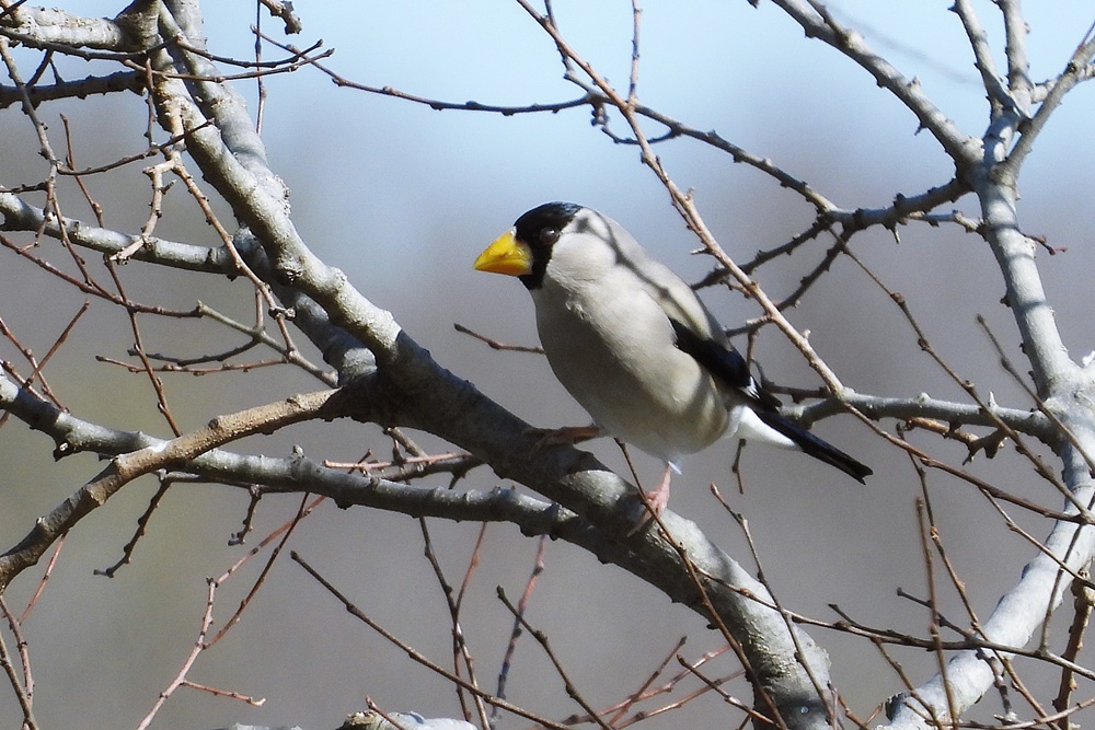 イカル・鵤 : 野の鳥観察記