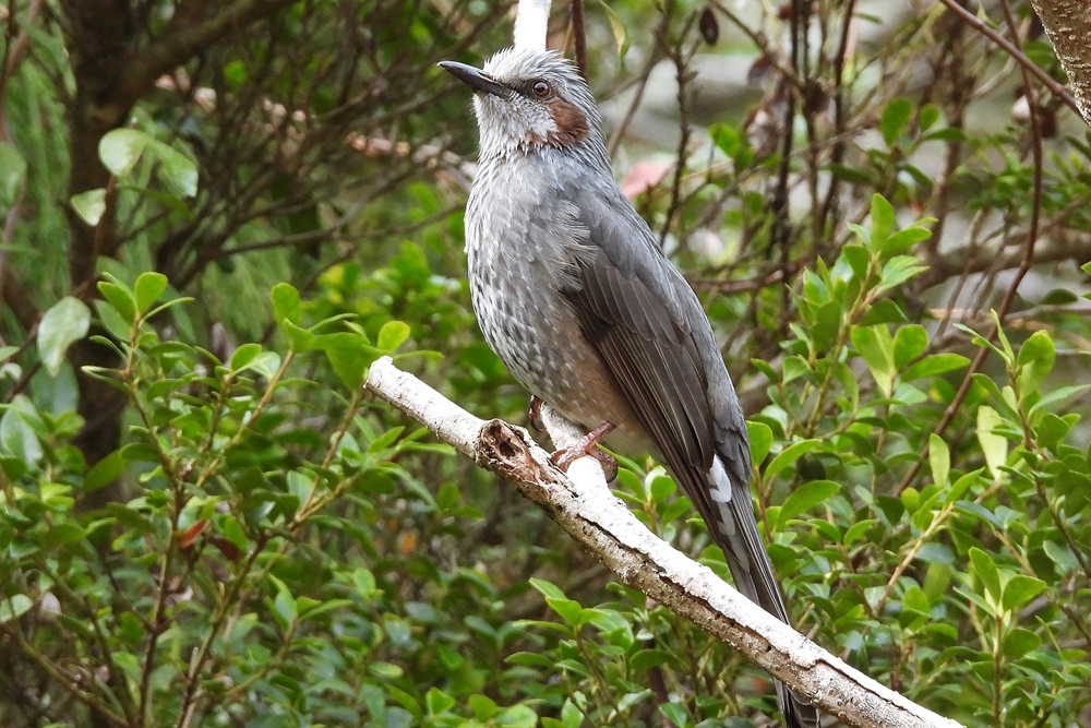 ヒヨドリ : 野の鳥観察記