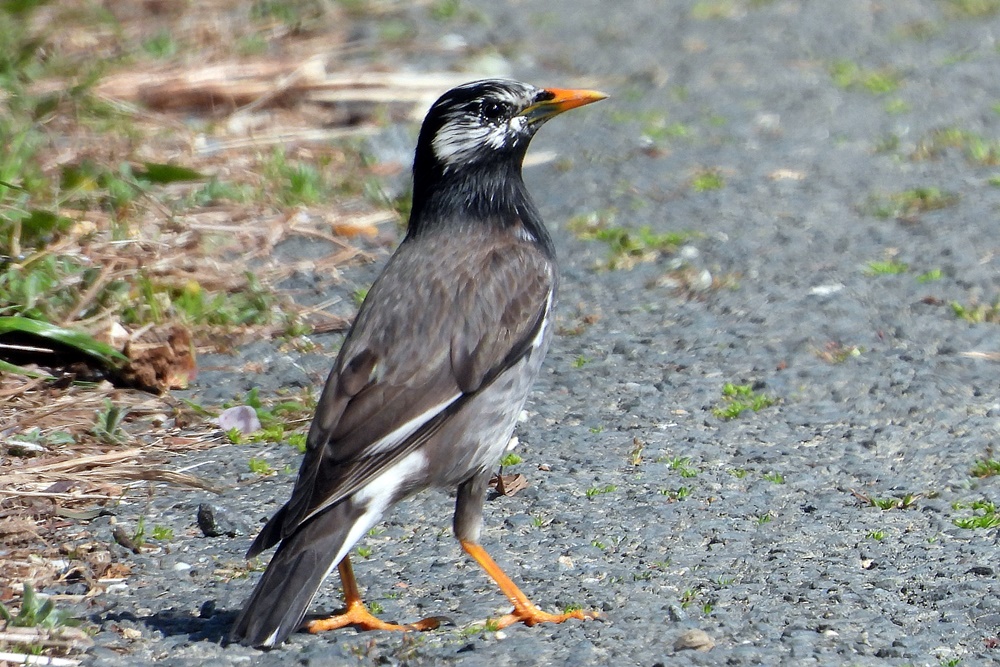 ムクドリ : 野の鳥観察記