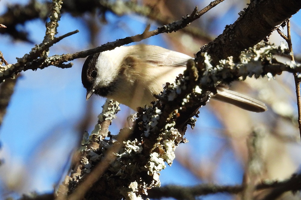 コガラ : 野の鳥観察記