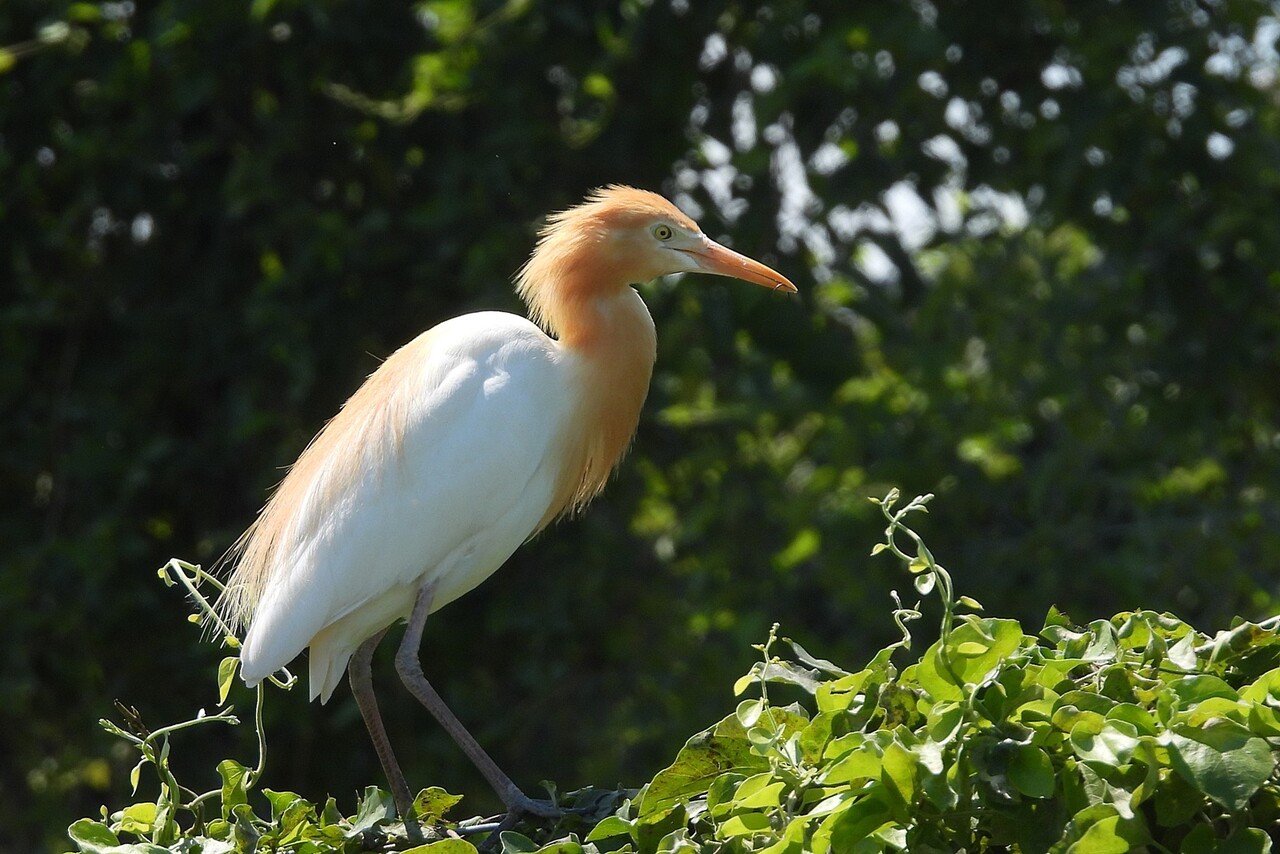 アマサギ 飴鷺 身近な野鳥ウォッチング