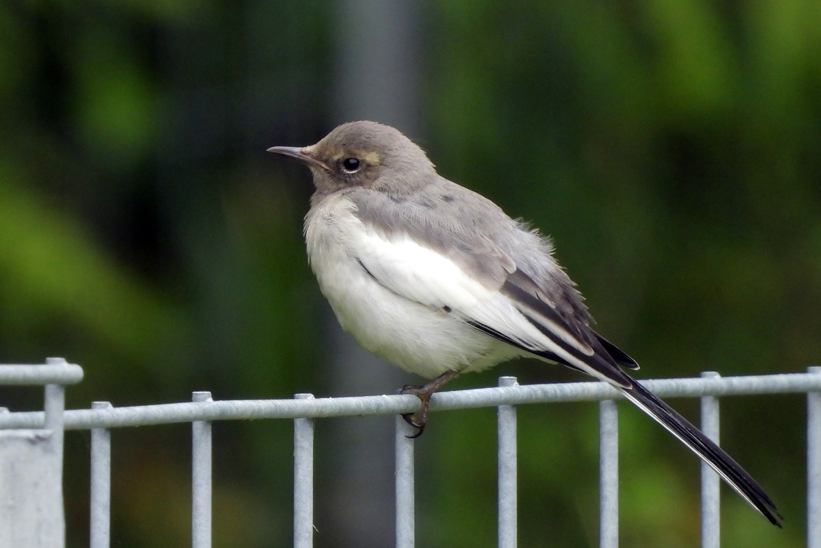 セグロセキレイ 背黒鶺鴒 身近な野鳥ウォッチング セグロセキレイ 背黒鶺鴒 身近な野鳥ウォッチング