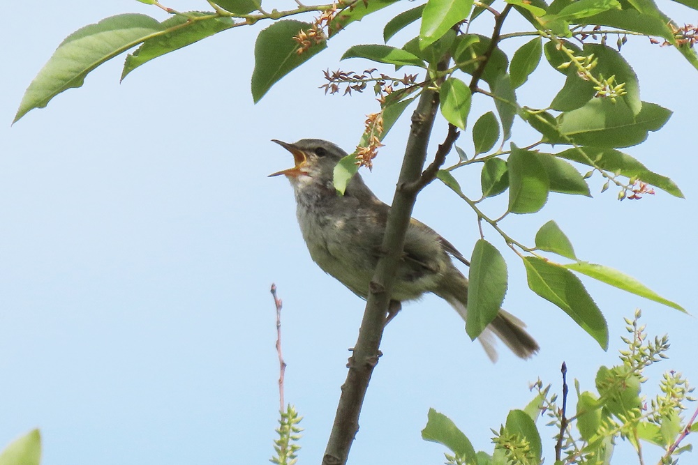 野の鳥観察記