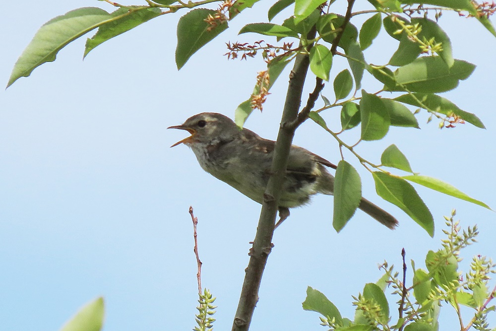 ウグイス・鶯 : 野の鳥観察記