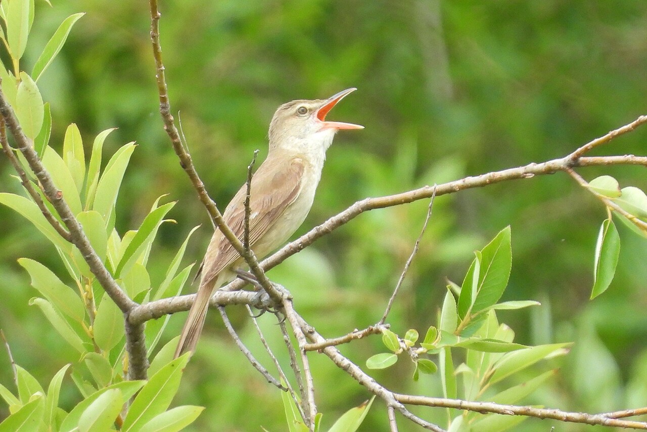 オオヨシキリ 大葦切 身近な野鳥ウォッチング
