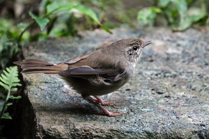 ウグイス・鶯 : 野の鳥観察記