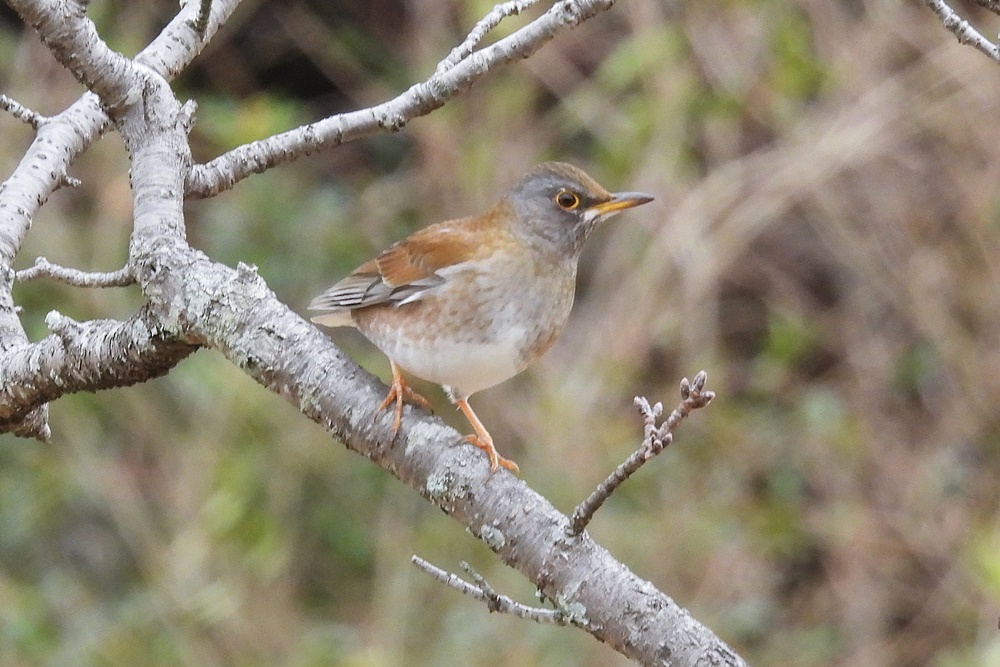 シロハラ・白腹 : 野の鳥観察記