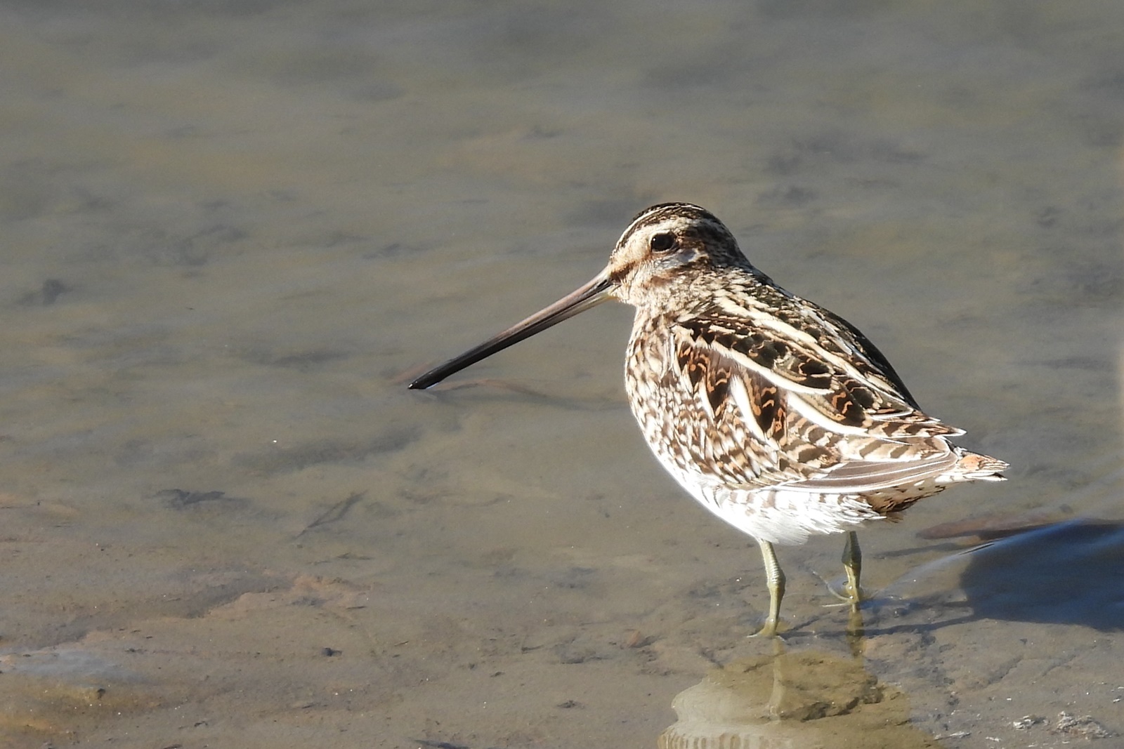 タシギ 田鴫 身近な野鳥ウォッチング