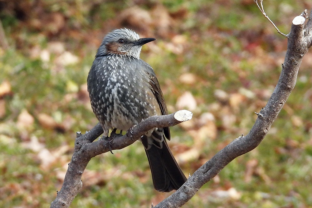 ヒヨドリ : 野の鳥観察記