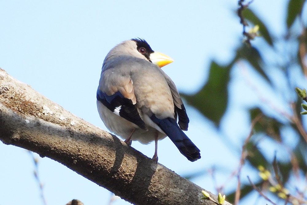 イカル : 野の鳥観察記
