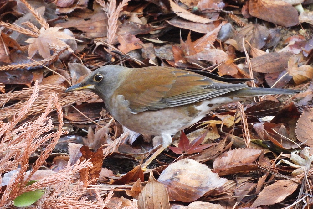 シロハラ・白腹 : 野の鳥観察記
