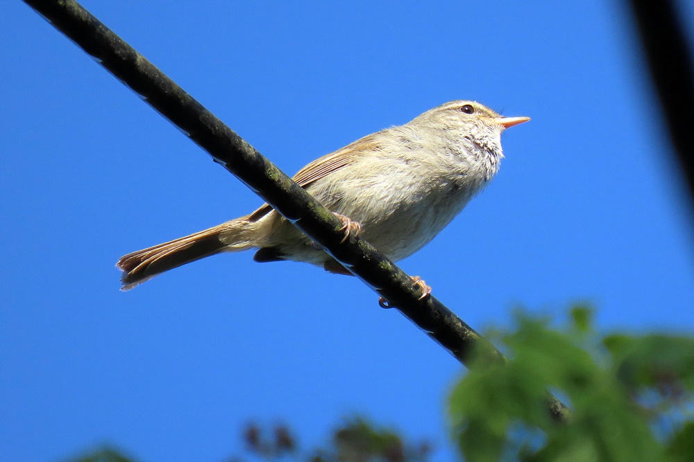 ウグイス・鶯 : 野の鳥観察記