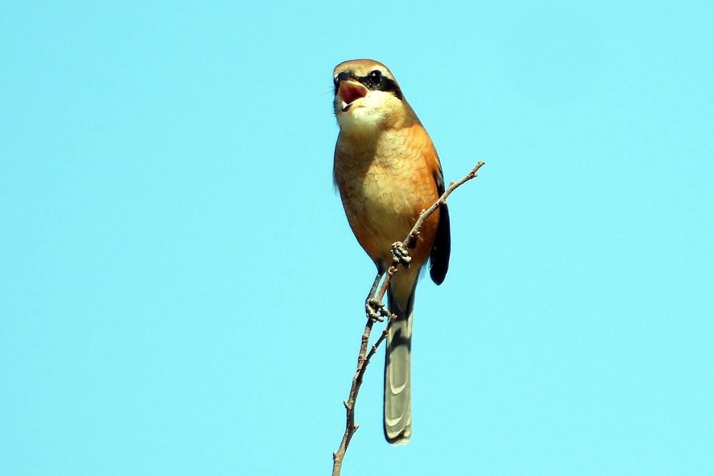 モズ・百舌鳥 : 野の鳥観察記