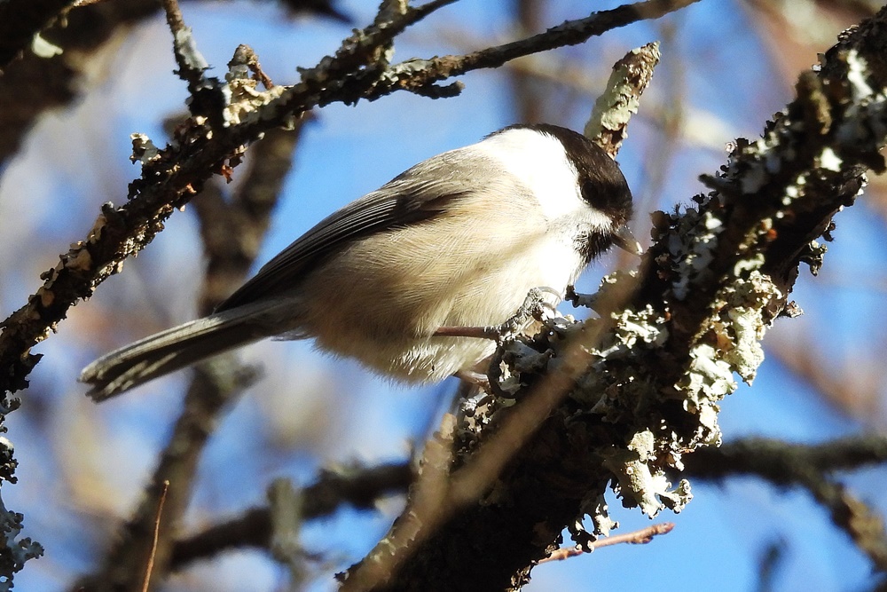 コガラ : 野の鳥観察記